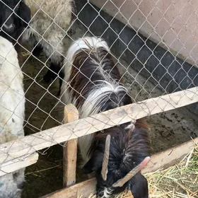 Tokly işşek geci dog