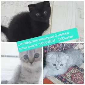 шотландские вислоухие