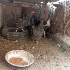 undiklar daminat towuklar