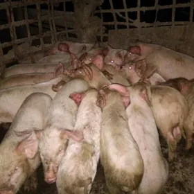 DONUZ JOJUK донуз