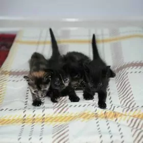 В добрые руки котята красивые