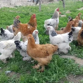 Brama Paliwi Brama Ak Cil