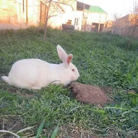 welikan bir masgala towsanlar