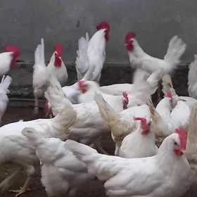 Günde guzlaýan ak towuk ýumurt