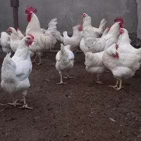 Ýumurtga ýumurtgalyk poroda to