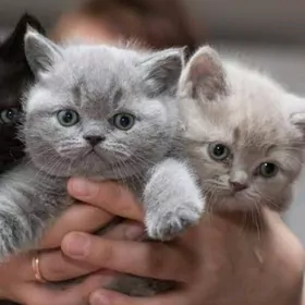 шотландские девочки