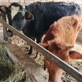 Galysteýn hojekli sygyr