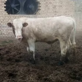 айшир окузайшир окуз