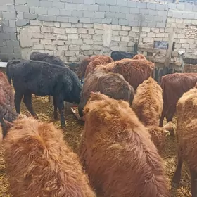 öküzçe tüwe öküz göle