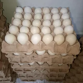 ordek yumurtga we juyje