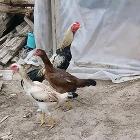 Taşgent towuk ýumurtga