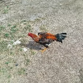 бойсовый хораз