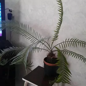 бакарнея филодендрон потосы