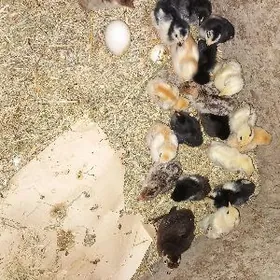 KURK INDUK WE BAYES JUJELER