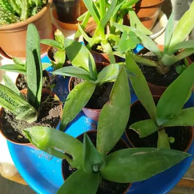 Хои бромелиевые сингониумы