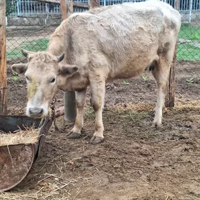 siwes sygyr gibrit tuwe