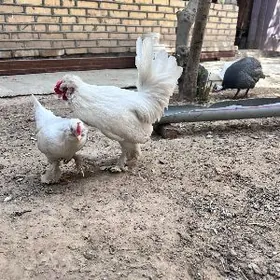 karlik  карлик