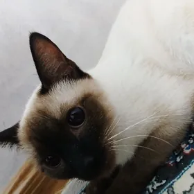 pişik 1.5 ÿaşynda