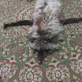 ЛИСА ДЛЯ КРОСАТЫ