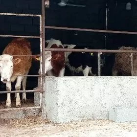 Simental Öküz Tüwe Göle