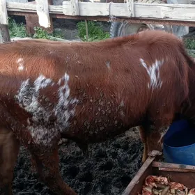 öküz sygyr tuwe 7bas