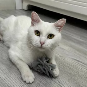 в добрые руки