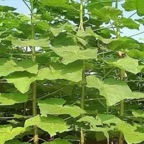 Павловния Pavlowniya