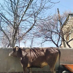 Tohu.tohum semyz tuwe sygyr