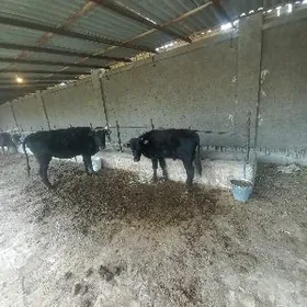 uly ökizçeli göleli sygyr