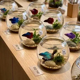 мини аквариум