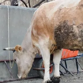 Arassa malar tohum sygyr