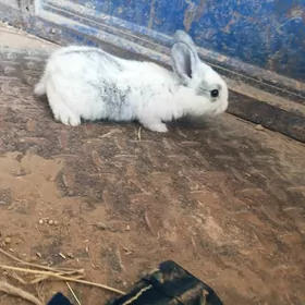 POLWELKANYŇ ÇAGASY