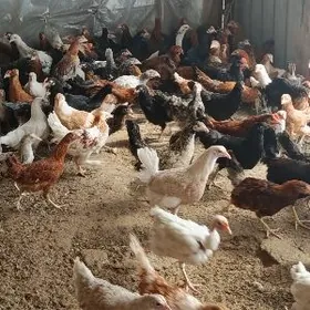 товук жуйже