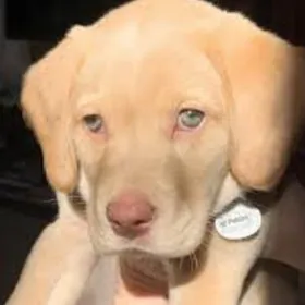 Шенок Лабрадор