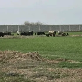 SATLYK MULK YERY GOKDEPE