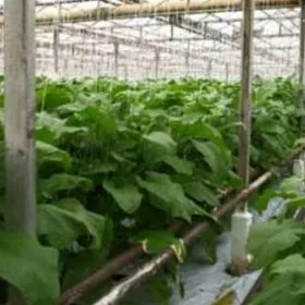 SATLYK TEPLISA 15-GEKTAR AFTOB