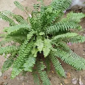 Папоротник