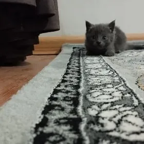 британская девочка