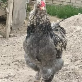 тройка двойка товуклар