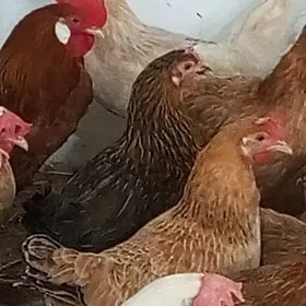 towuk 7 avlyk vany guzlap basl