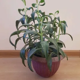 kalanhoe leçebny gul