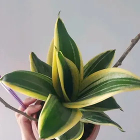 санциверия голд голл