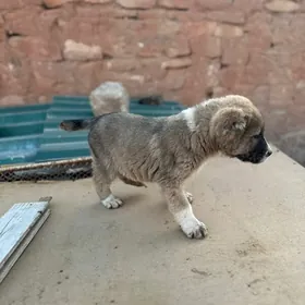 домашние животные