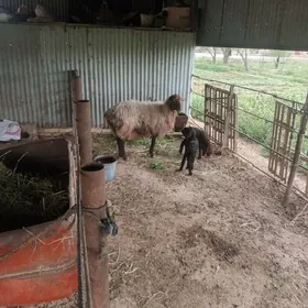 guzuly  goyun guzuly  goyun