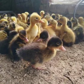 indautga we gak gak ördek