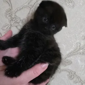 Шокадно-мраморная девочка