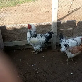 товук юмуртга