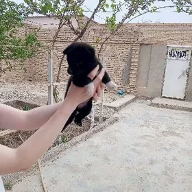 кутенок звонок