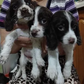 домашний собачки