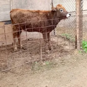 öküz tuwe tohum mallar